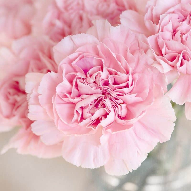 carnations picture