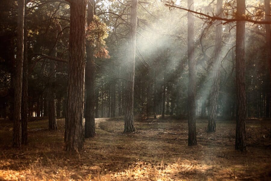 Woodland with sun through trees